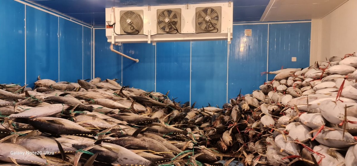 yellowfin-tuna from Indonesia